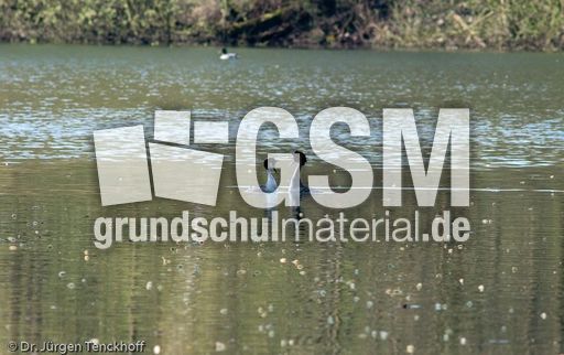 Haubentaucher (16 von 22).jpg